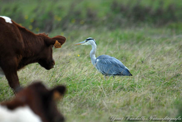 blauwe-reiger-tussen-vee2