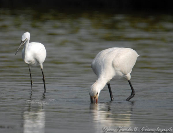 kleine-zilverreiger-loert-l