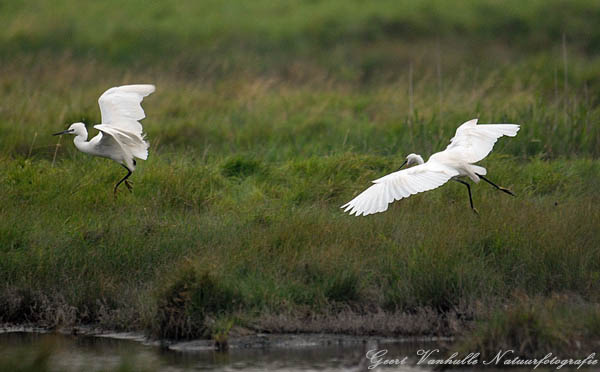 kleine-zilverreigers