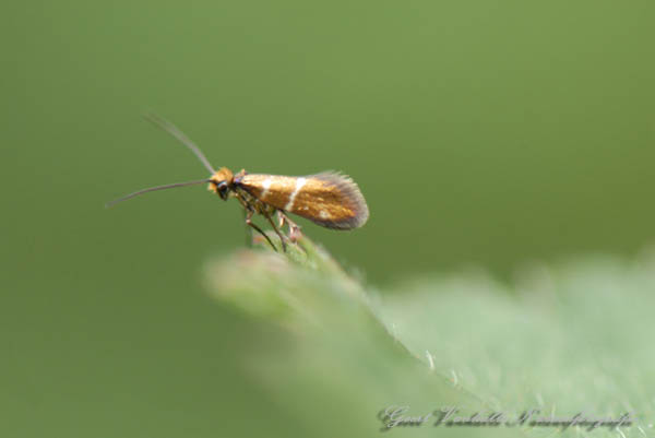 Micropterix aruncella