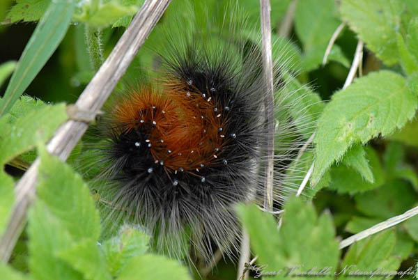 Rups Grote Beer