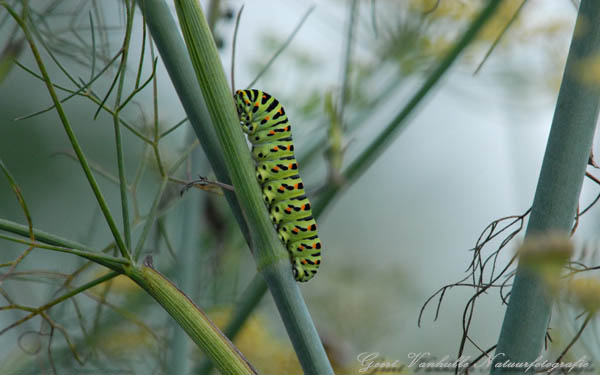 Rups van Koninginnepage 2