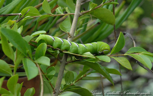 Rups van Ligusterpijlstaart 2