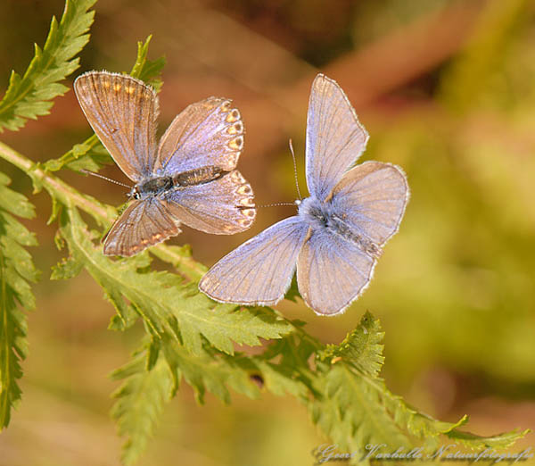 icarusblauwtjes