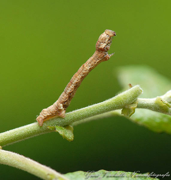 rups-peper-en-zoutvlinder