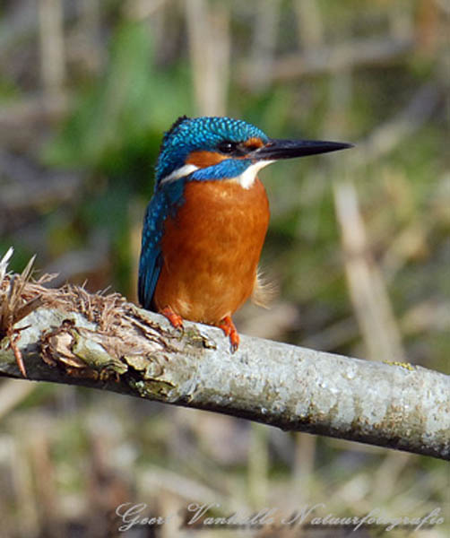 Ijsvogel mannetje