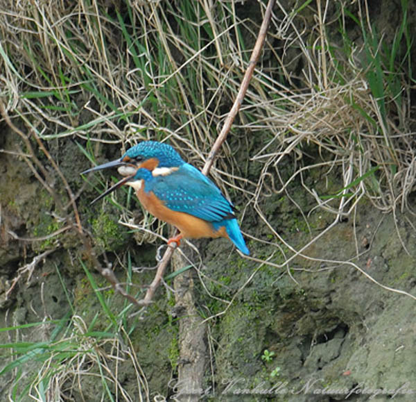 Ijsvogel met braakbal