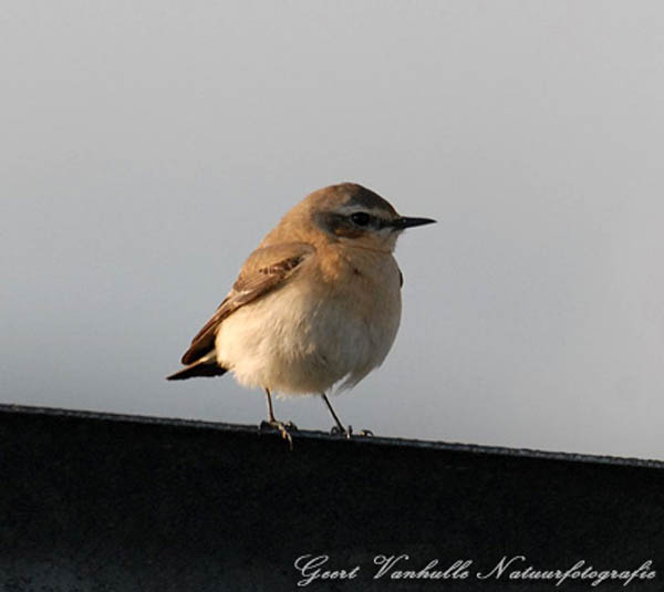 Paapje female