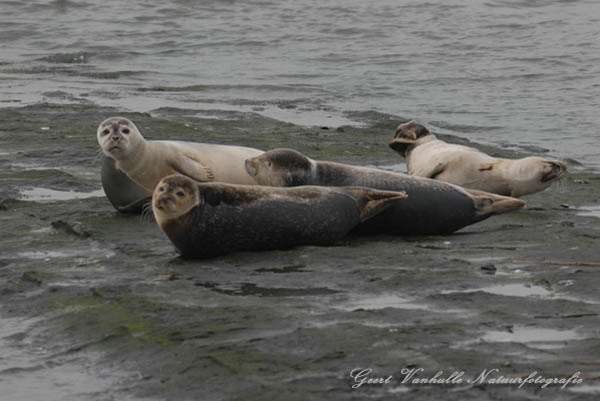 Zeehondjes-Nieuwpoort